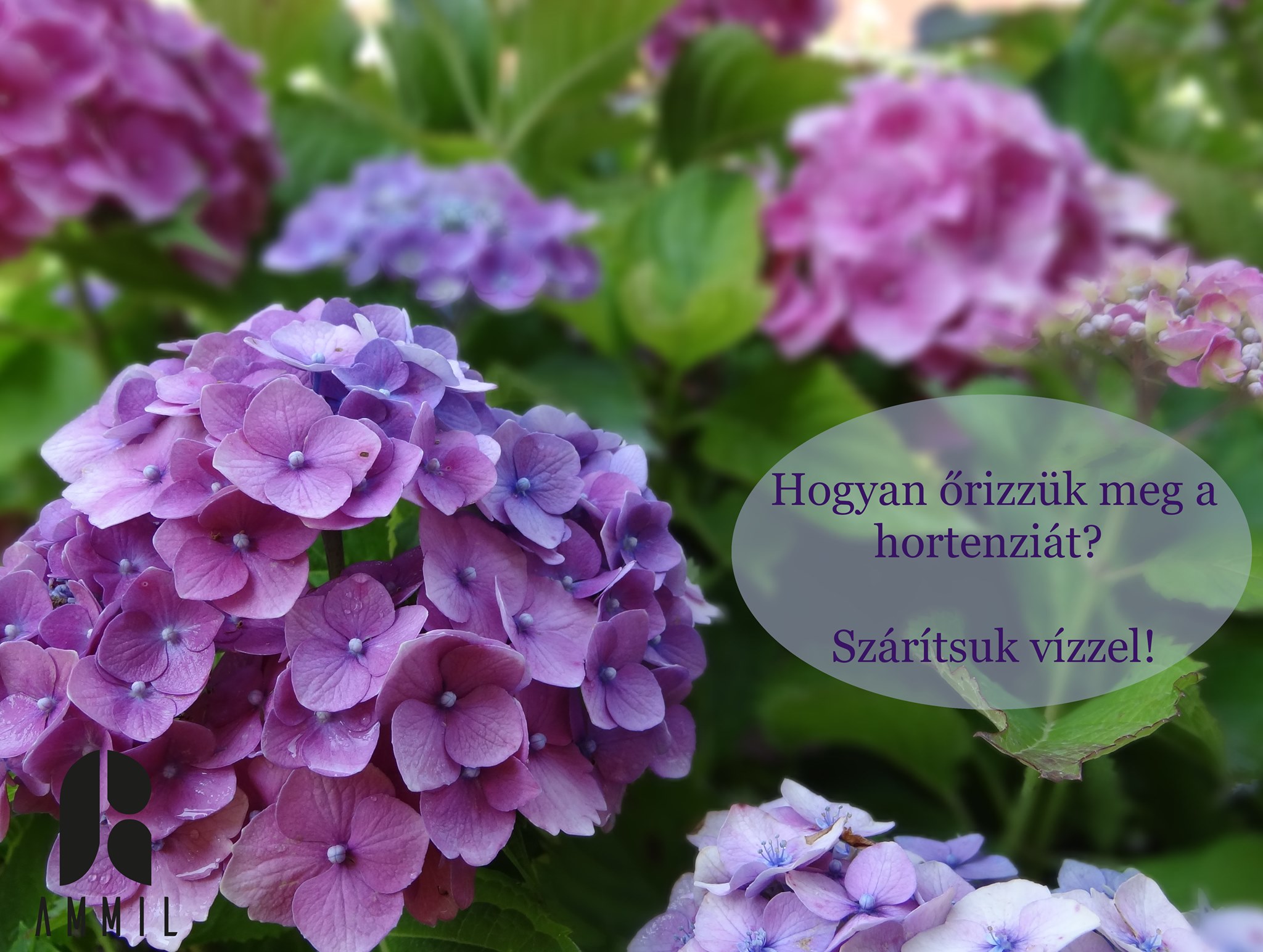 Hogyan őrizzük meg a hortenziát?